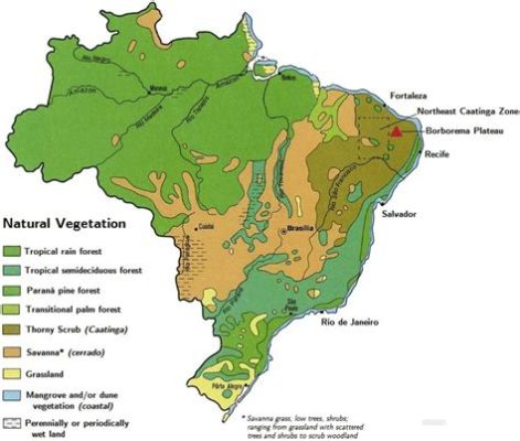  Vegetação Brasileira: Um Guia Ilustrado Para o Jardinheiro Apaixonado